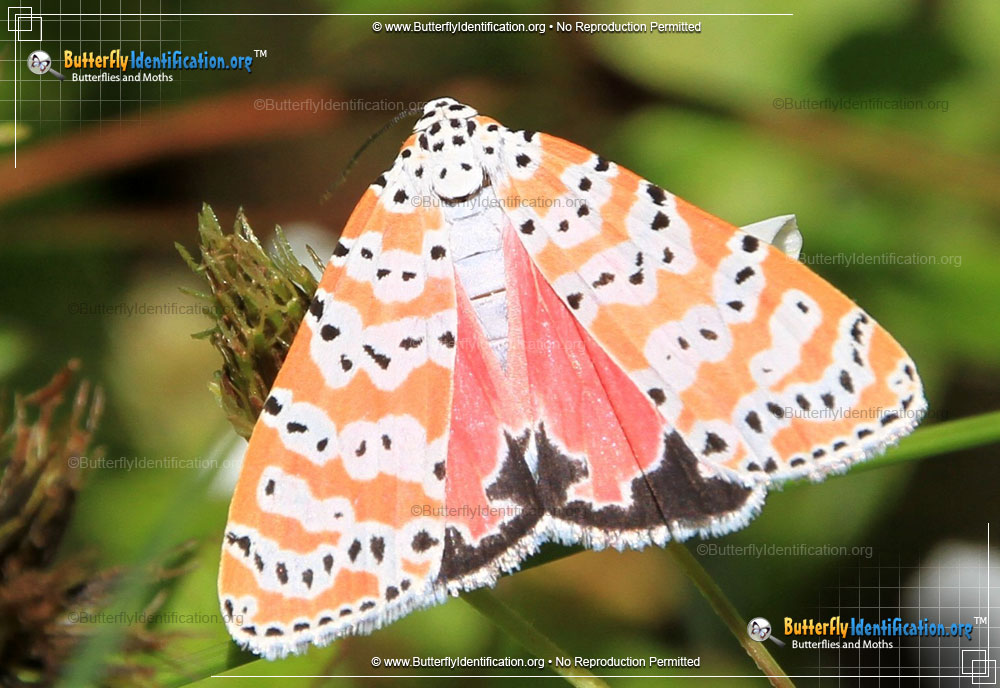 Full-sized image #2 of the Ornate Bella Moth