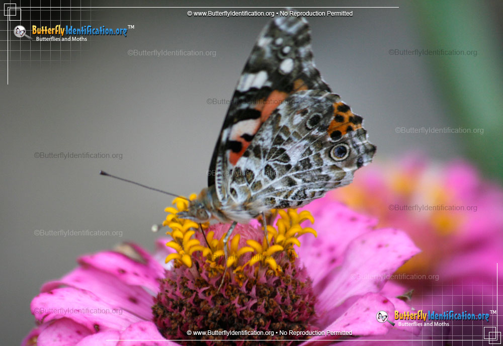 Full-sized image #3 of the Painted Lady Butterfly