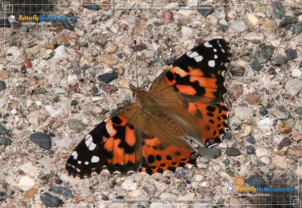 Full-sized image #2 of the Painted Lady Butterfly