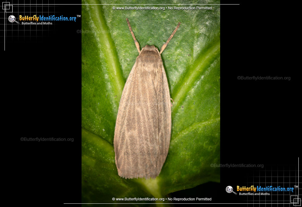 Full-sized image #1 of the Pale Lichen Moth