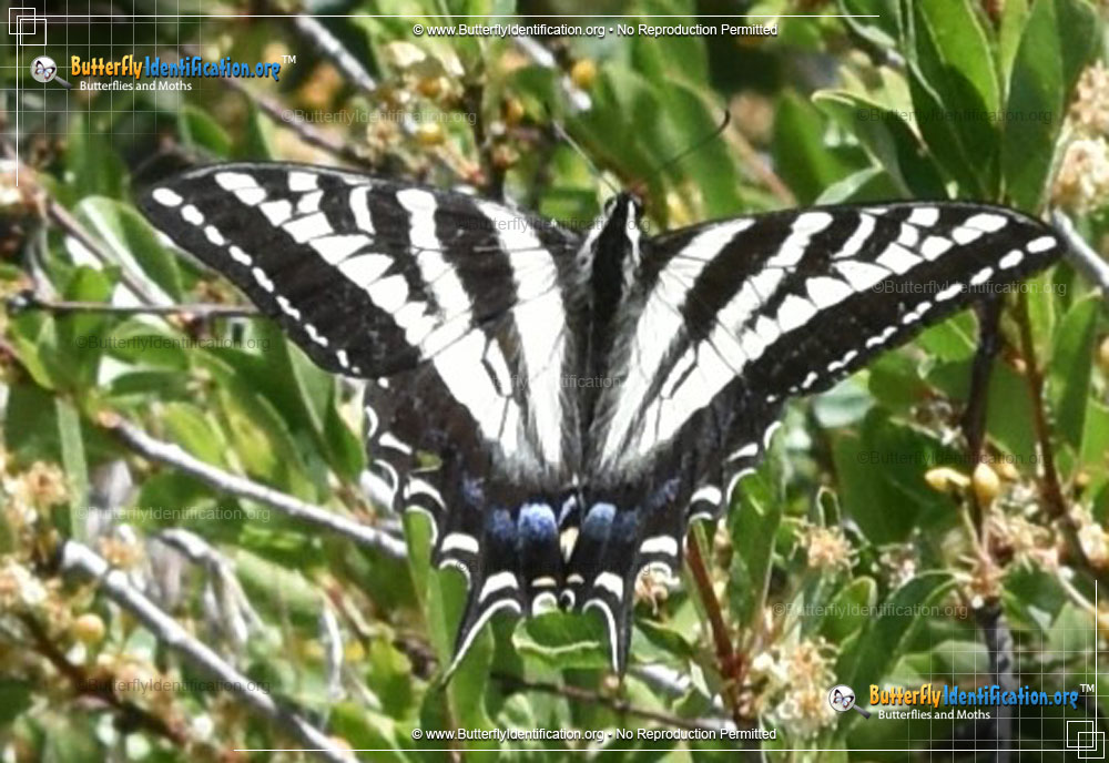Full-sized image #4 of the Pale Tiger Swallowtail Butterfly