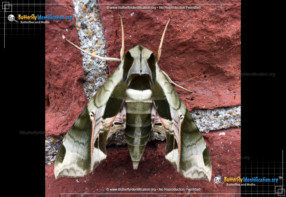 Full-sized image #5 of the Pandorus Sphinx Moth