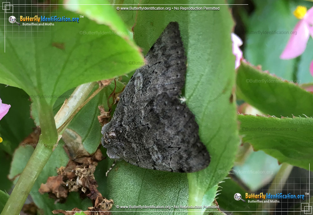 Full-sized image #2 of the Pink Underwing Moth