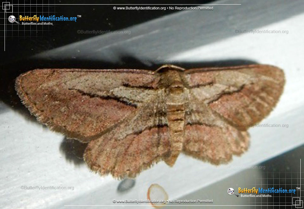 Full-sized image #1 of the Plumose Gray Moth