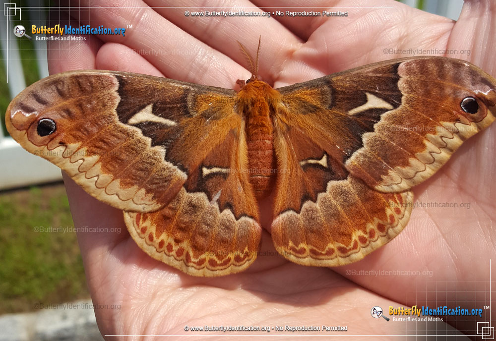 Full-sized image #6 of the Promethea Moth