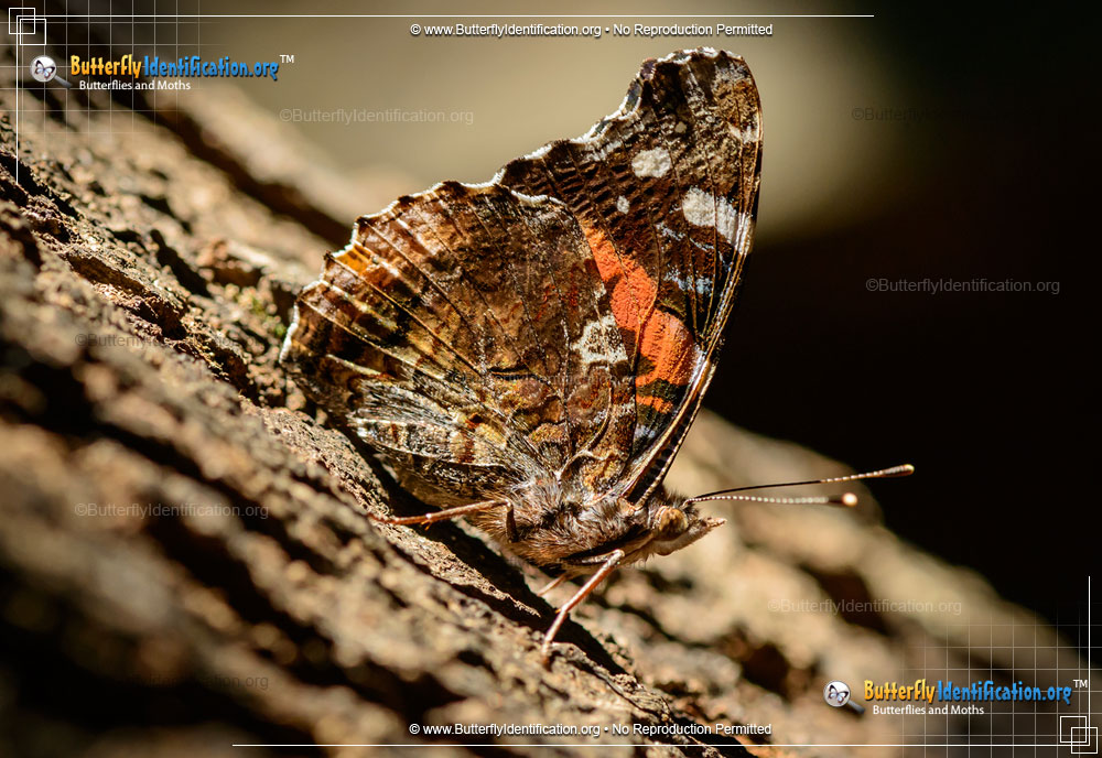 Full-sized image #5 of the Red Admiral Butterfly