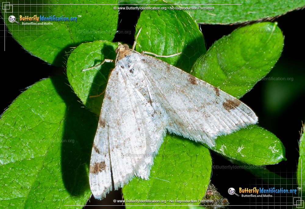 Full-sized image #1 of the Red-headed Inchworm Moth