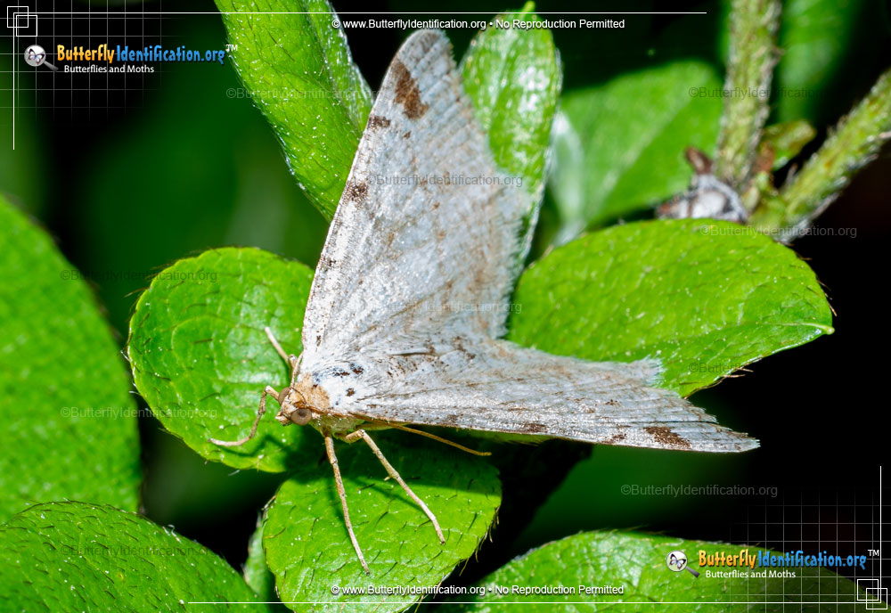 Full-sized image #2 of the Red-headed Inchworm Moth