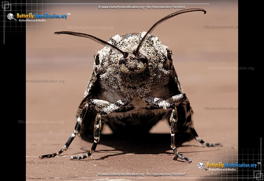 Full-sized image #3 of the Robin's Carpenterworm Moth