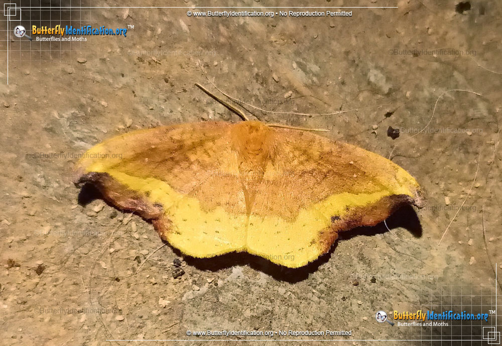 Full-sized image #3 of the Rose Hooktip Moth