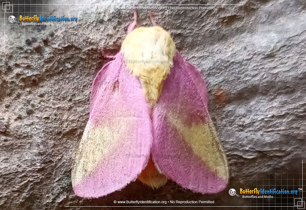 Full-sized image #1 of the Rosy Maple Moth