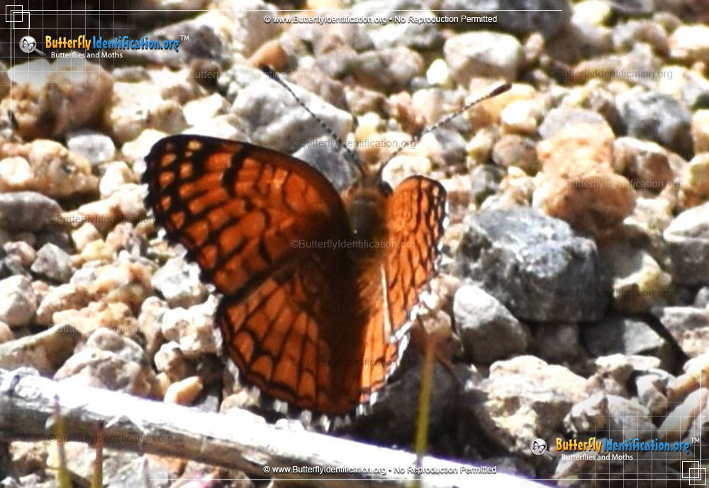 Full-sized image #2 of the Sagebrush Checkerspot Butterfly