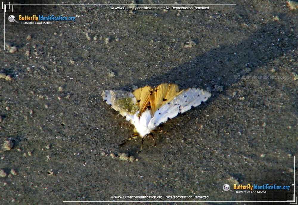 Full-sized image #3 of the Salt Marsh Moth