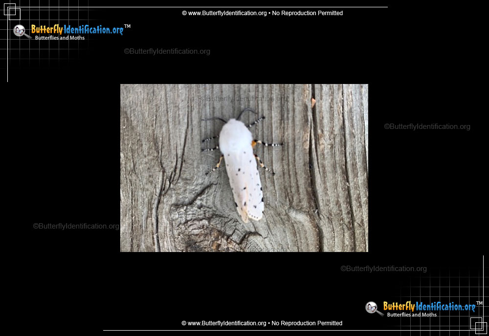 Full-sized image #1 of the Salt Marsh Moth