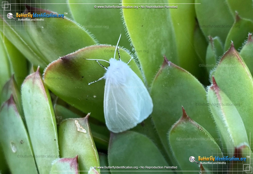 Full-sized image #1 of the Satin Moth