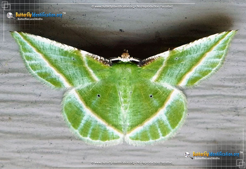 Full-sized image #1 of the Showy Emerald Moth