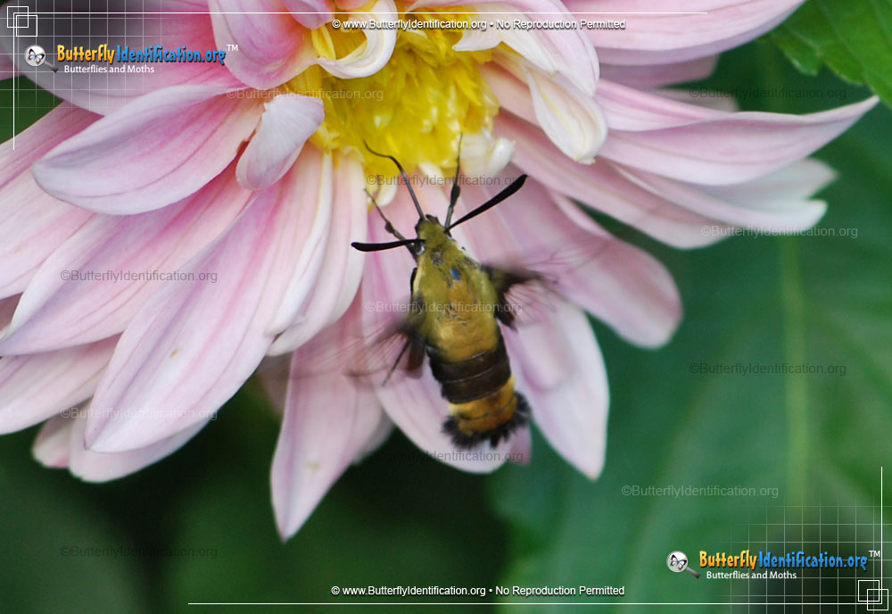 Full-sized image #3 of the Snowberry Clearwing Moth