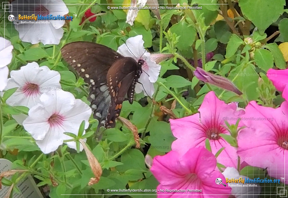 Full-sized image #5 of the Spicebush Swallowtail