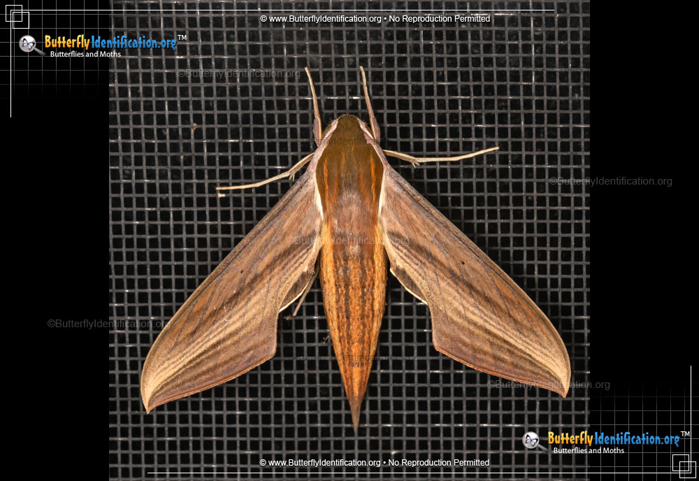 Full-sized image #1 of the Tersa Sphinx Moth