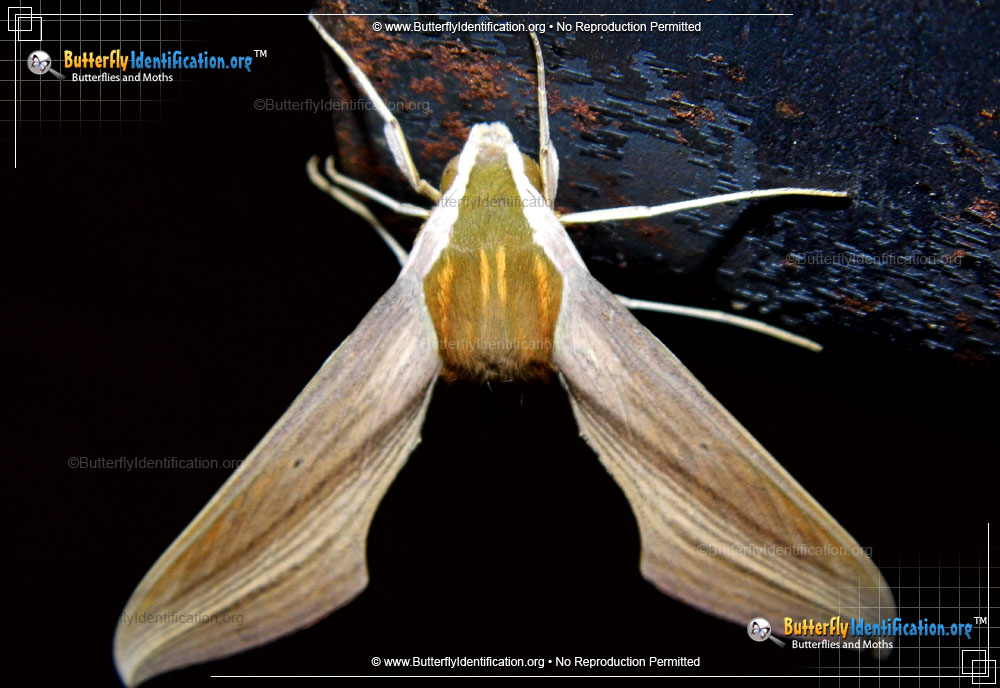 Full-sized image #4 of the Tersa Sphinx Moth