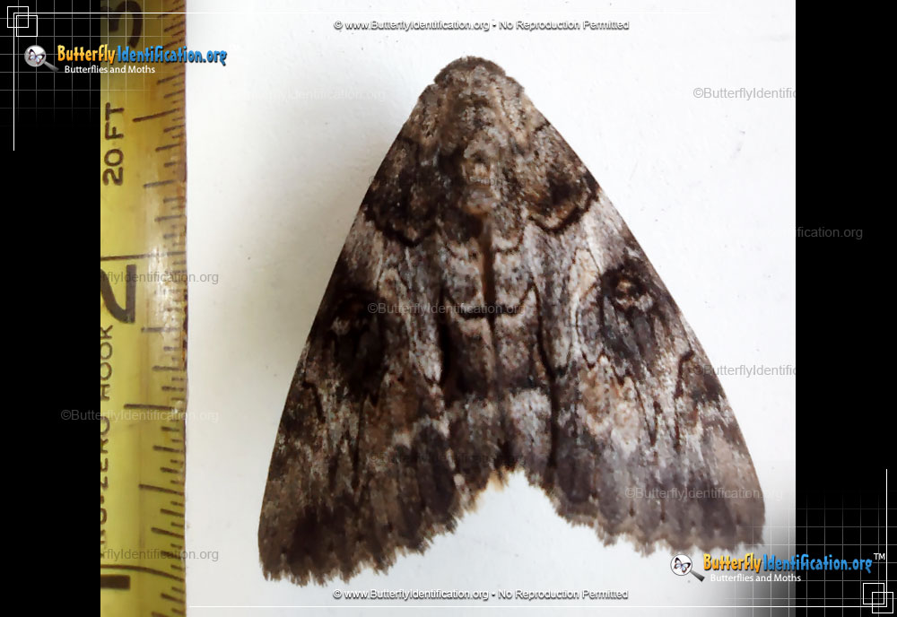 Full-sized image #1 of the The Penitent Moth