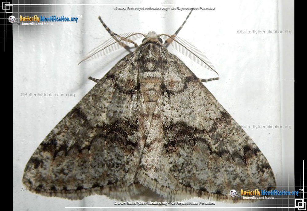 Full-sized image #1 of the Toothed Phigalia Moth