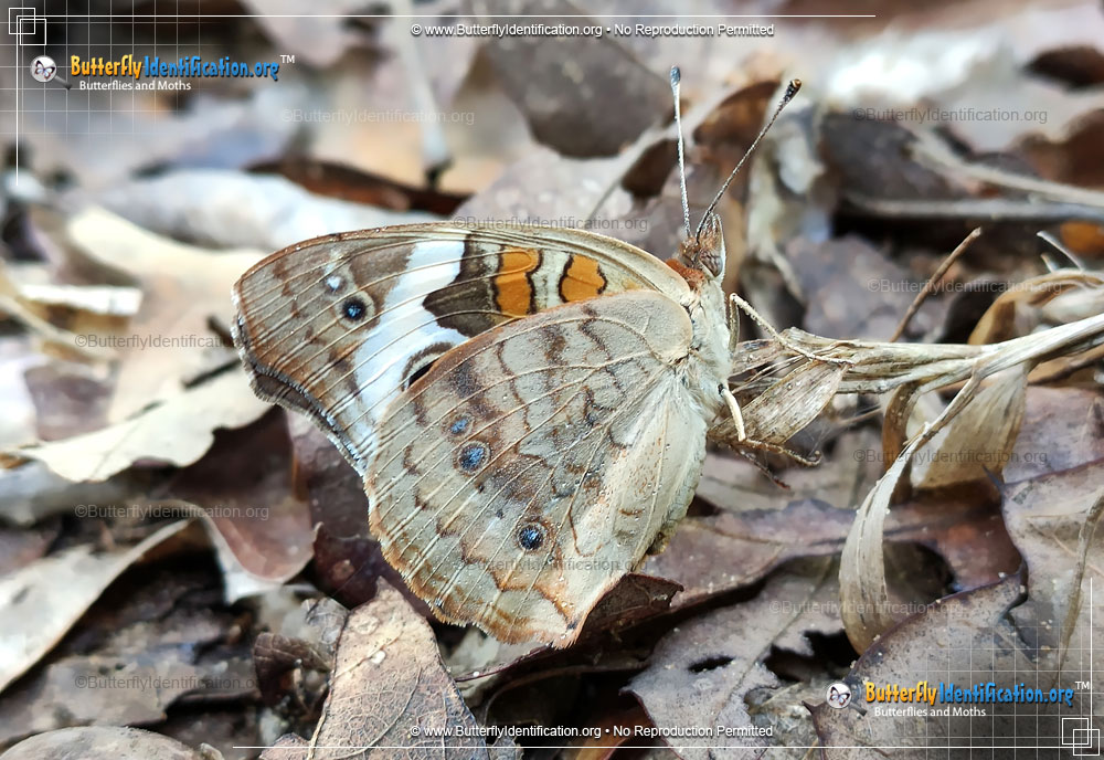 Full-sized image #1 of the Tropical Buckeye Butterfly