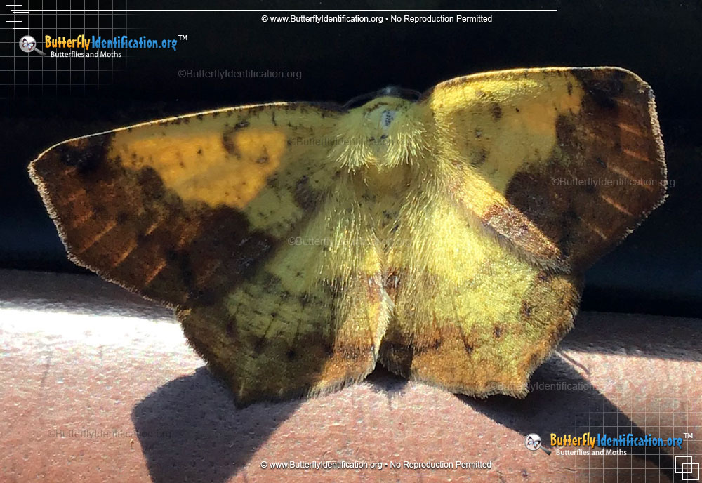 Full-sized image #1 of the Variable Antepione Moth