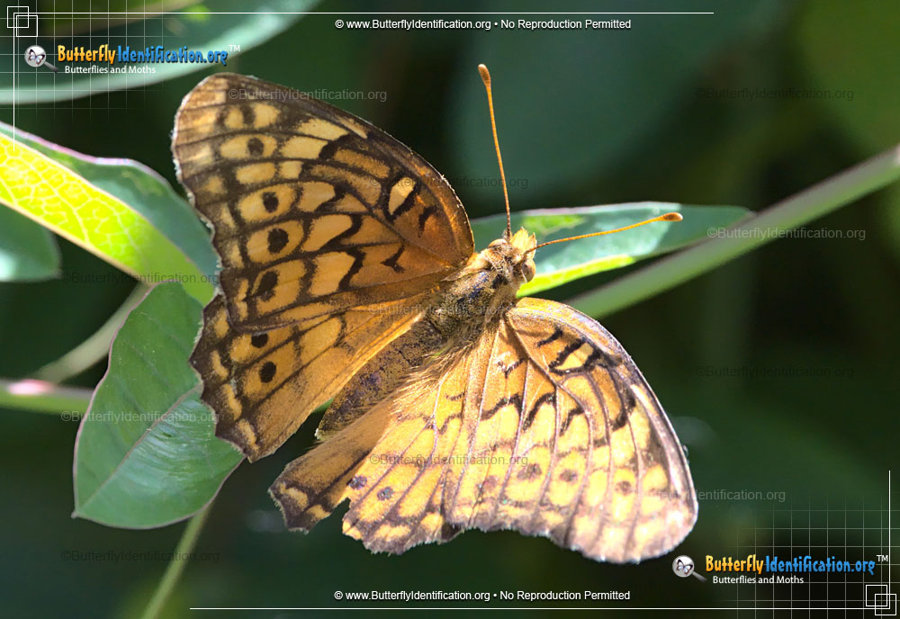 Full-sized image #1 of the Variegated Fritillary Butterfly