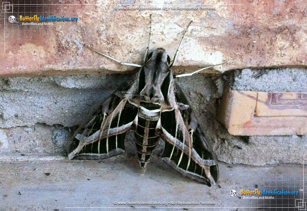 Full-sized image #1 of the Vine Sphinx Moth