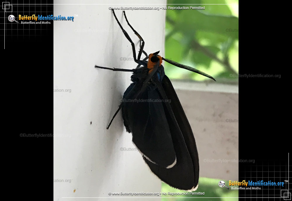 Full-sized image #3 of the Virginia Ctenucha Moth