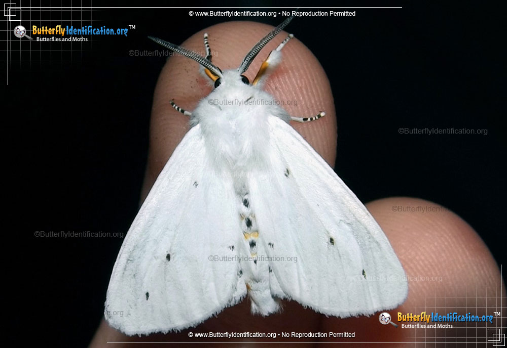 Full-sized image #1 of the Virginian Tiger Moth