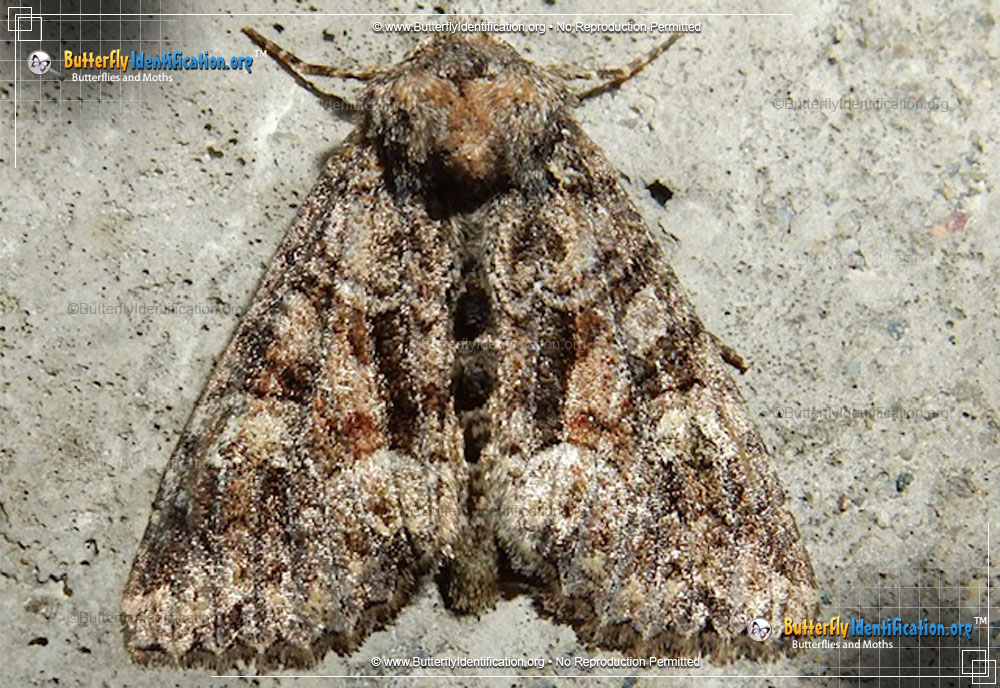 Full-sized image #1 of the Wandering Brocade Moth