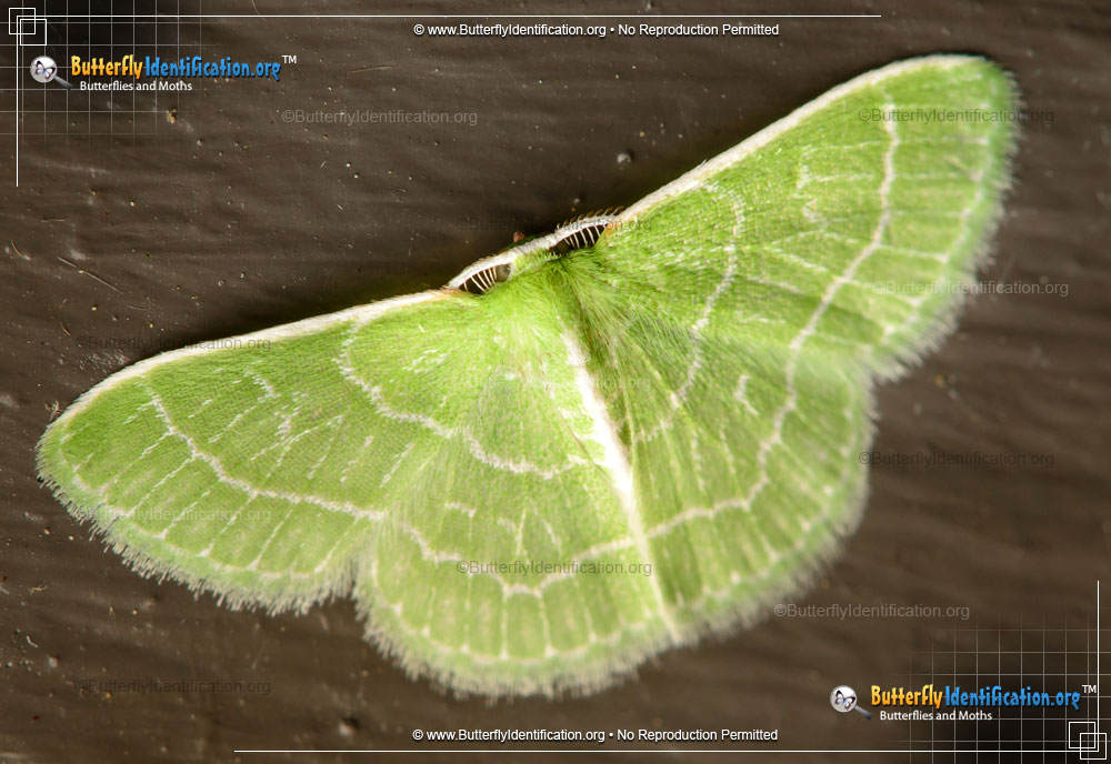 Full-sized image #1 of the Wavy-lined Emerald Moth