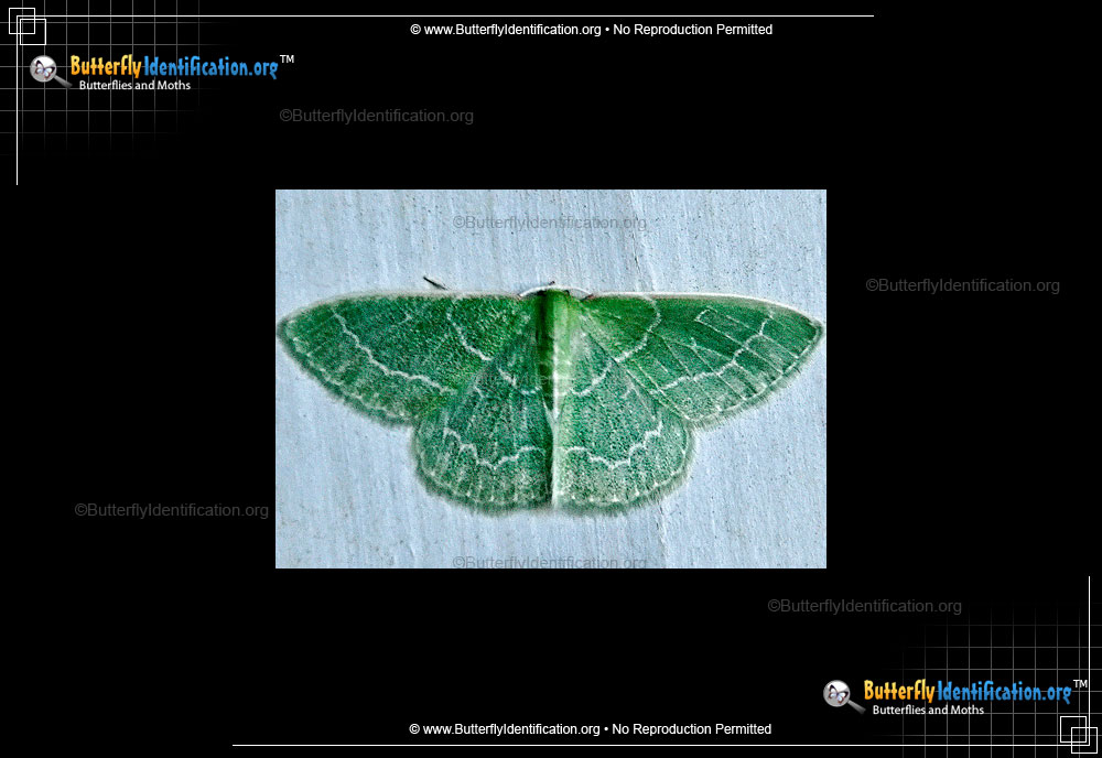 Full-sized image #2 of the Wavy-lined Emerald Moth
