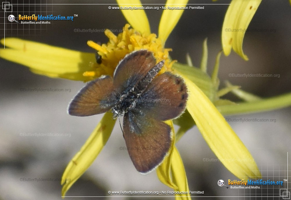Full-sized image #1 of the Western Pygmy-Blue Butterfly