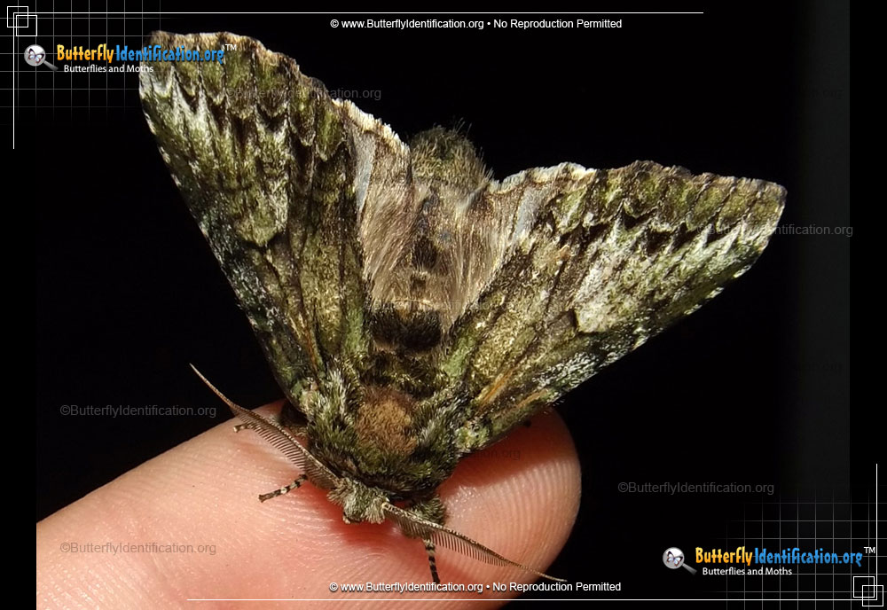 Full-sized image #1 of the White-blotched Heterocampa