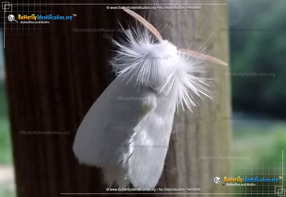 Full-sized image #2 of the White Flannel Moth