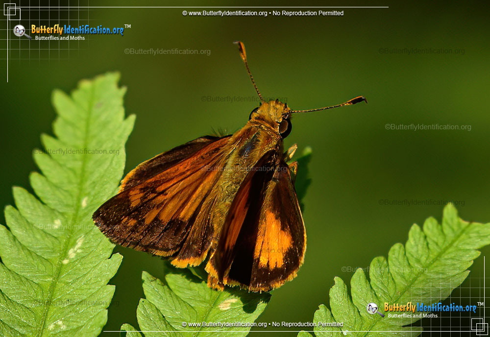 Full-sized image #1 of the Yehl Skipper