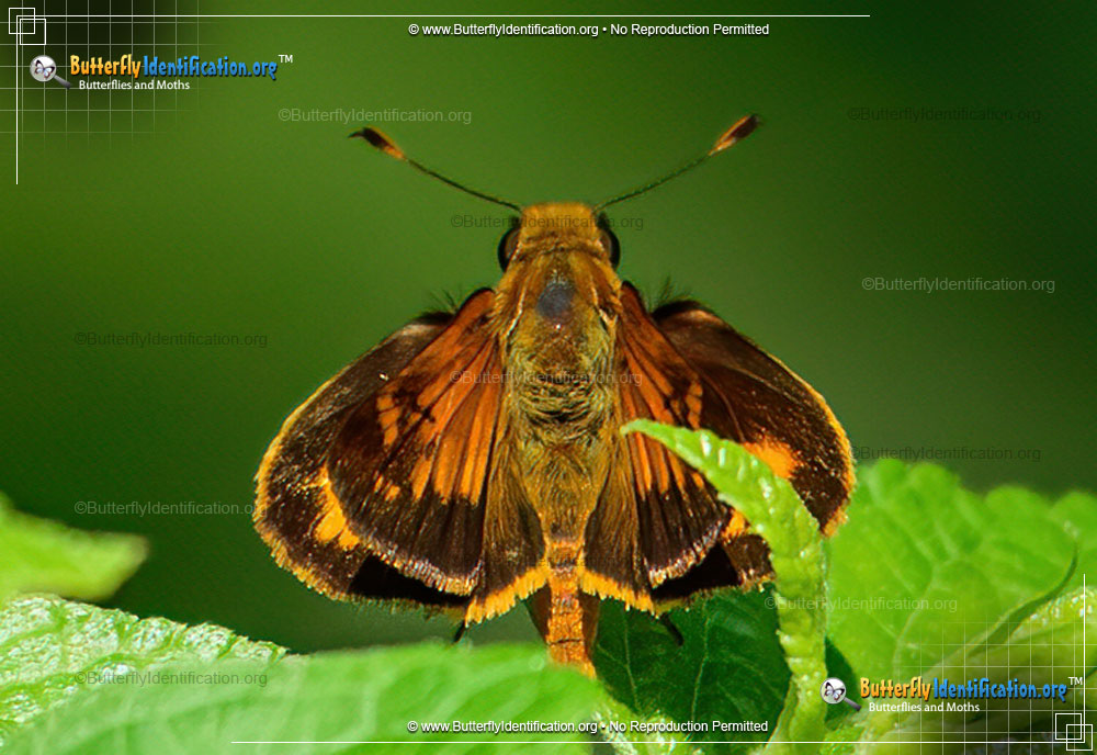 Full-sized image #2 of the Yehl Skipper