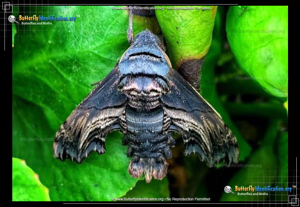Full-sized image #1 of the Abbott's Sphinx Moth