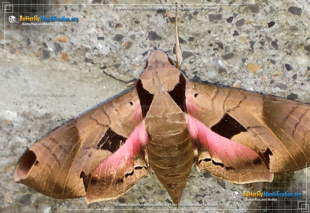 Full-sized image #1 of the Achemon Sphinx Moth