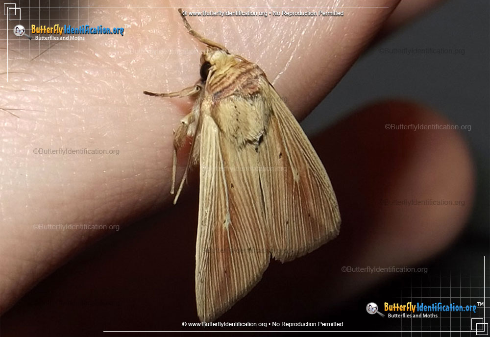 Full-sized image #1 of the Adjutant Wainscot Moth