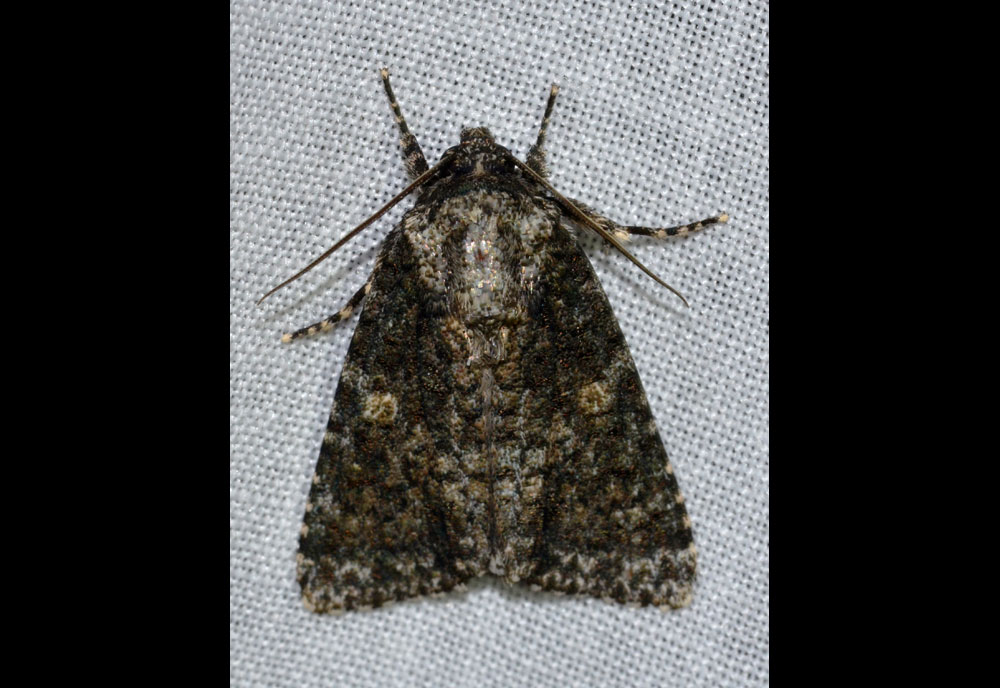 Full-sized image #1 of the Afflicted Dagger Moth