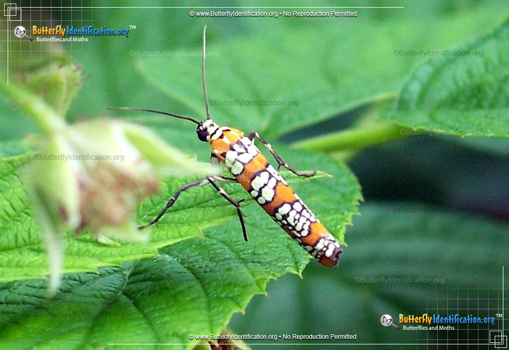 Full-sized image #4 of the Ailanthus Webworm Moth