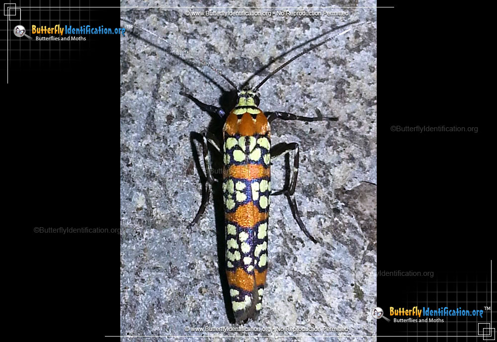 Full-sized image #5 of the Ailanthus Webworm Moth