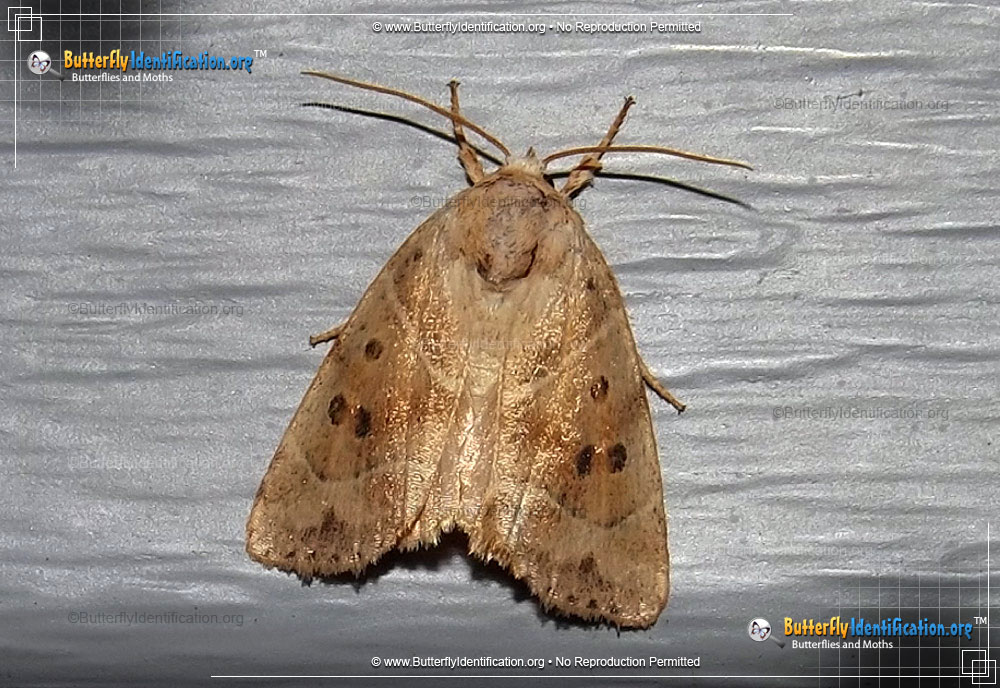 Full-sized image #1 of the American Dun-bar Moth