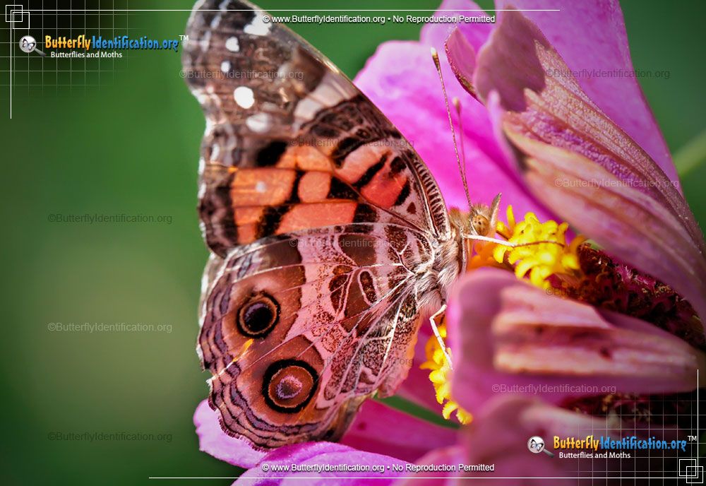 Full-sized image #1 of the American Lady Butterfly