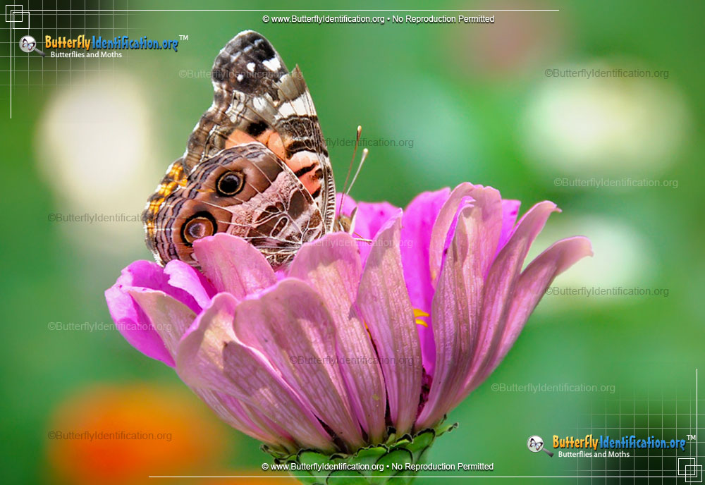 Full-sized image #2 of the American Lady Butterfly