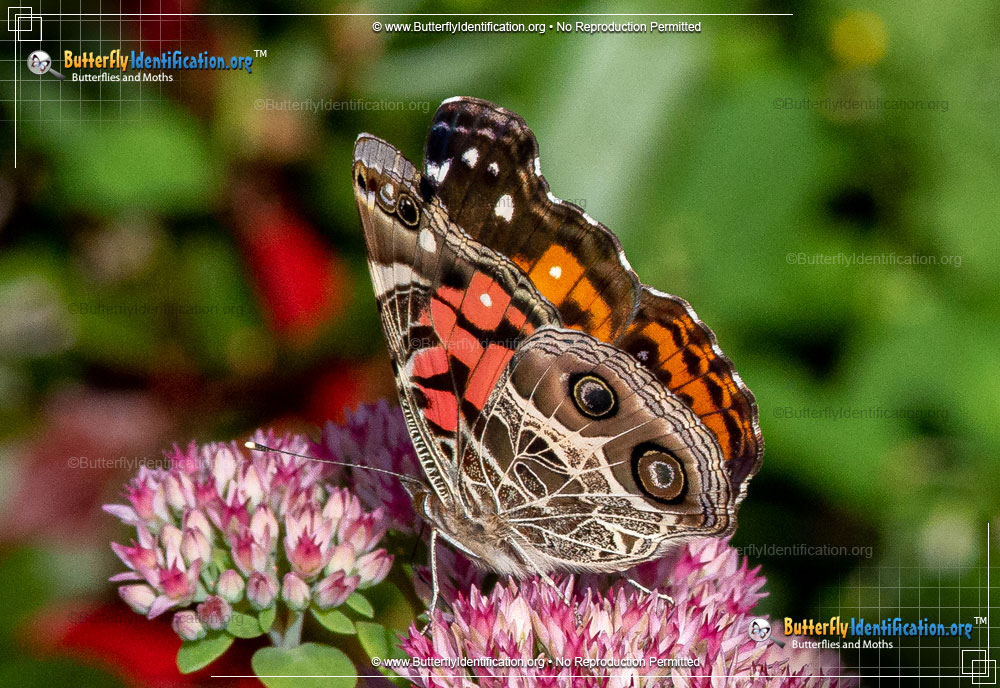 Full-sized image #4 of the American Lady Butterfly